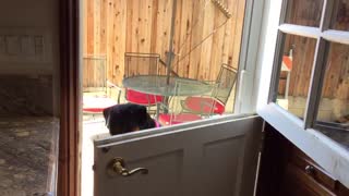 My friend taught her dog to open doors