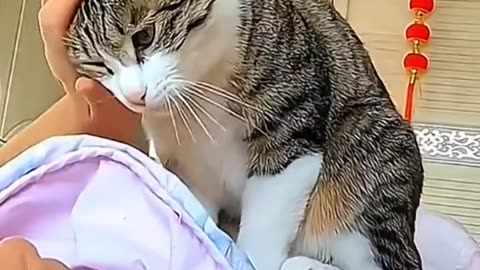 funny moments of cats #fun #youtubeshort #yt #cute #short