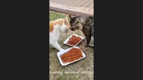 Funny cat videos 2024 _ Funny animal videos _ cats fail moments 2024 _ try not to laugh
