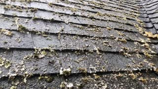 Partial Roof Cleaning and House Washing