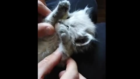 Best Baby Cat Video 2022 | Cute And Funny 😍😍😍😍😍🥰🥰🥰🥰Animal Video 🐱😊 | Lovable Animals 😘😊