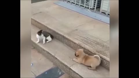 Cat vs Dog Funny Animal Video