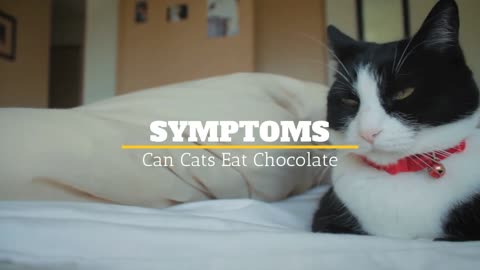 Cat Can Eat Chocolate? Let see what we find......