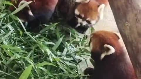 Red pandas and giant pandas