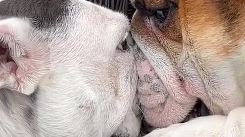 Two Bulldogs at the top of their game for a chair