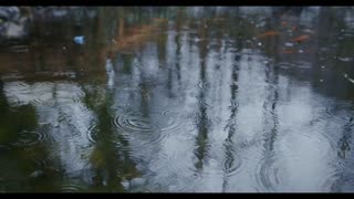 Rain Sounds Video - 20 Minutes