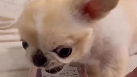 Cute dog loves his sushi 2024 viral funny