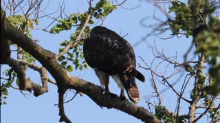 Obnoxious Red-Tailed Hawk