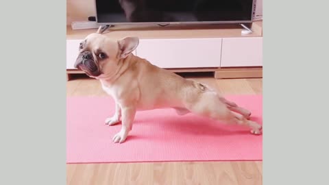 What a fitness experts! Doggy....