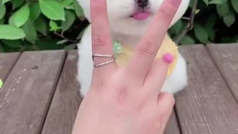 cute white dog playing with hand#cutedog#funnydog