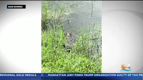 A Burmese Python Is On The Loose In Doral