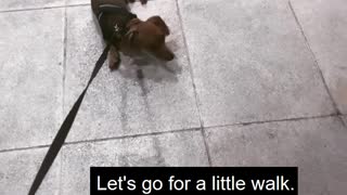 Little Dog Doesn't Want to go for a Walk