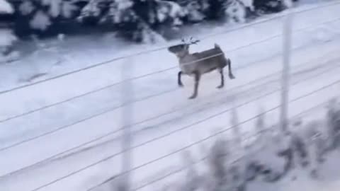 Deer with independent suspension chasing high-speed rail deer, but there