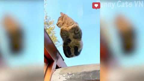 Cats random video clips funny 🤣🤣