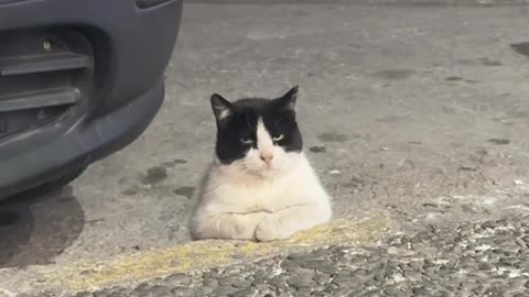 Distinguished Cat Sits Like Gentleman On Sidewalk