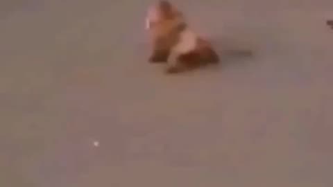 Dog vs monkey fight