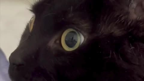 Adopting a Cat from a Shelter Vlog - Cute Precious Piper Has a Sweet Beautiful Face #shorts