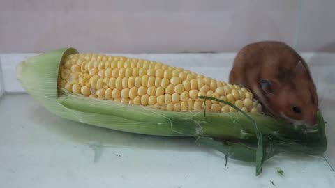 Hamster vs Corn