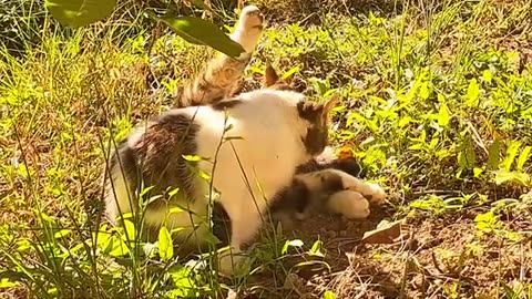 Cute cat itches. Relaxing cat video