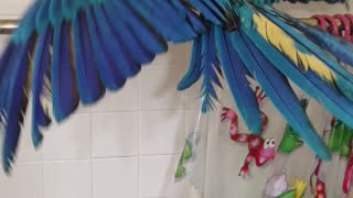 Macaw taking a shower