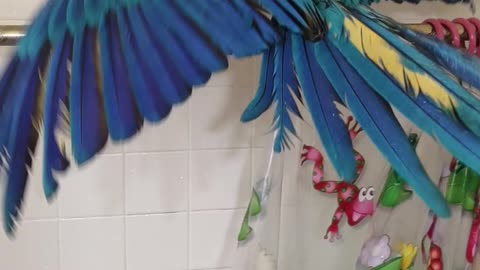 Macaw taking a shower