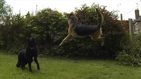 Hilarious dogs doing dog stuff 🤣🤣🤣
