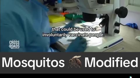 Genetically modified mosquitoes have been given...