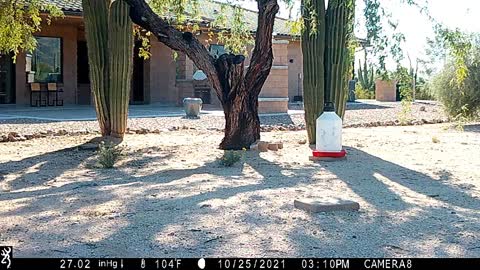 8/1-11/3 2021, Trail Camera, Tucson, AZ