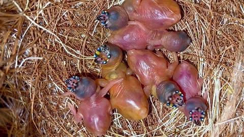 Gouldian Finch Chicks - baby birds