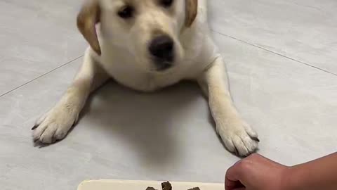 DOG Teaching | Dog Training Tips | Dog Food | Dog Training Videos