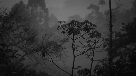 1 hour ambient rain with black and white trees