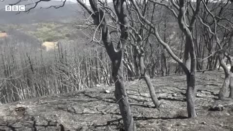 Wildfires breakout in Northern Spain following heatwave - BBC News