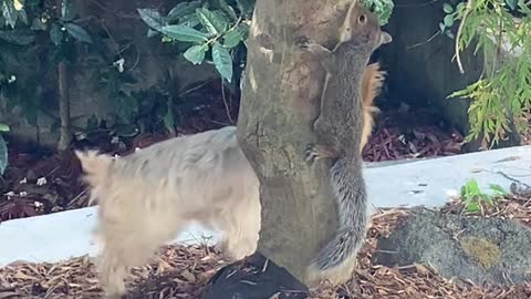 Yorkie Wants to Play with Squirrel