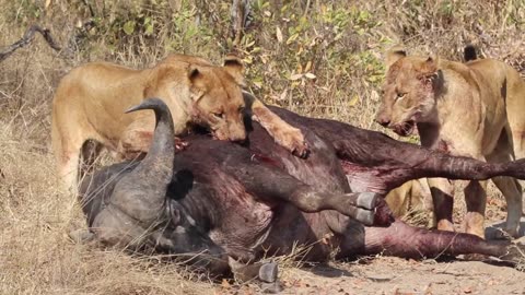 3 Lions attacked Buffalo | Animals