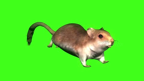little hamster green keying running scene composition