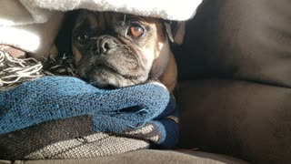 Pugsley: Warm and Cozy