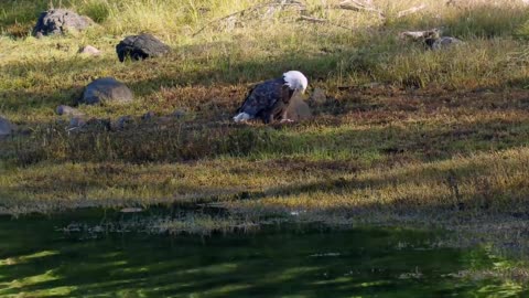 Bald Eagle: America’s Fursona