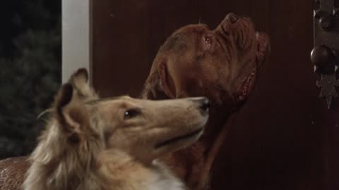Turner and Hooch "Do not come back"