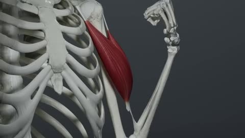 The biceps brachii muscle