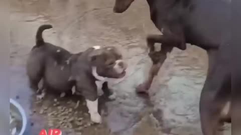 Bull dog vs dog