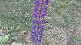 Lupine