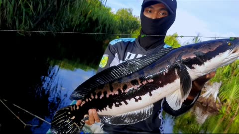 GiantSnakeHead Fish || Golden Hulk Borneo