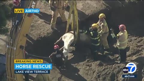 A horse named Lucky was hoisted to safety after getting stuck in a sinkhole