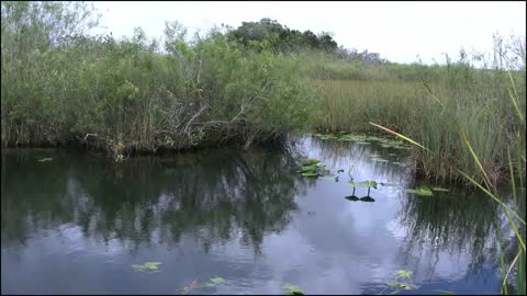 Florida Everglades Water And Marsh Vegetaton