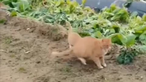 funny Cat Compilation 2023