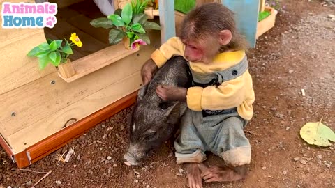 Bibi rescues piglet from Amee