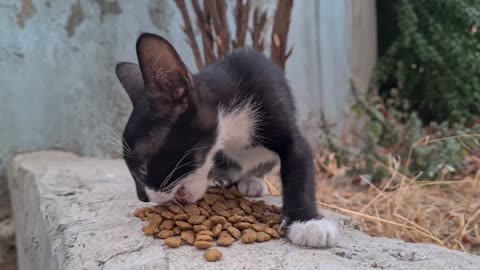 Poor little kitten left alone and asking people for food because her mother died