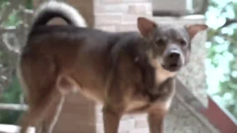 Funny Dogs reaction when they see Strangers