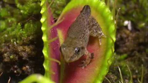 Amazing, incredible nature " The flesh eater plant"