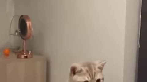 Funny cat video😂